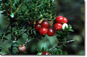 Mistletoe