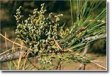 Mistletoe