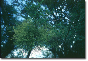 Mistletoe
