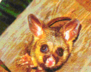 Brush tailed possum