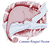 Ringtail possum