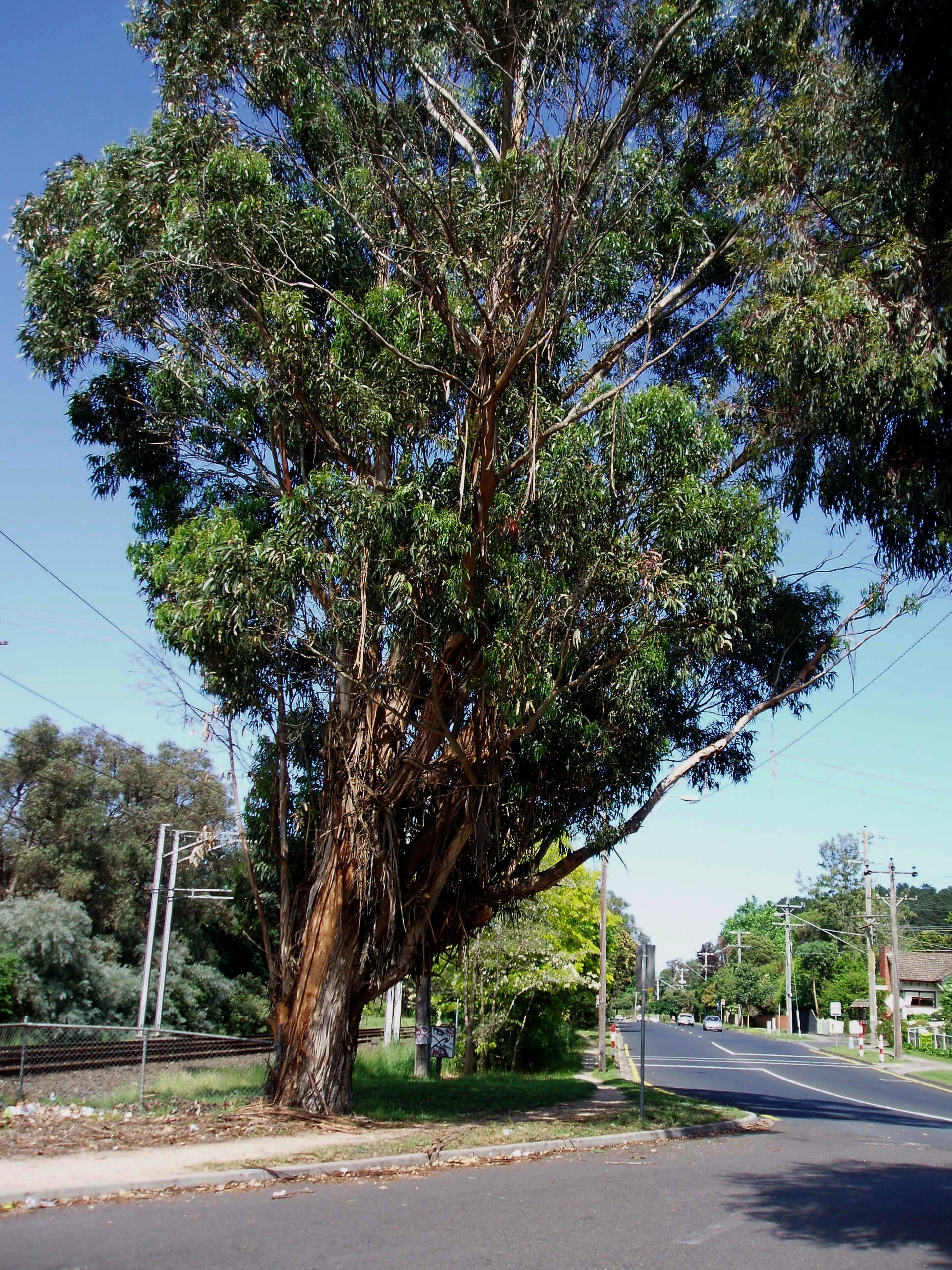 Remaining Eucalypt at Croydon Station